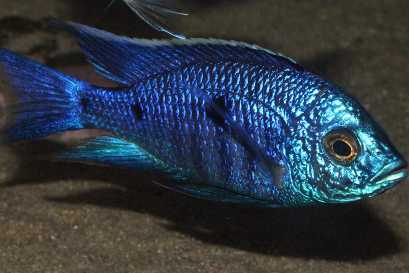 Copadichromis azureus 'Mbenji Island'